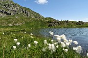 39 Bianchi eriofori al  Lago di Ponteranica inf.